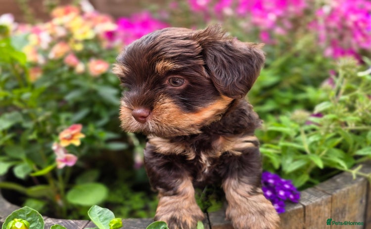Yorkshire Terrier dogs - Advert 2