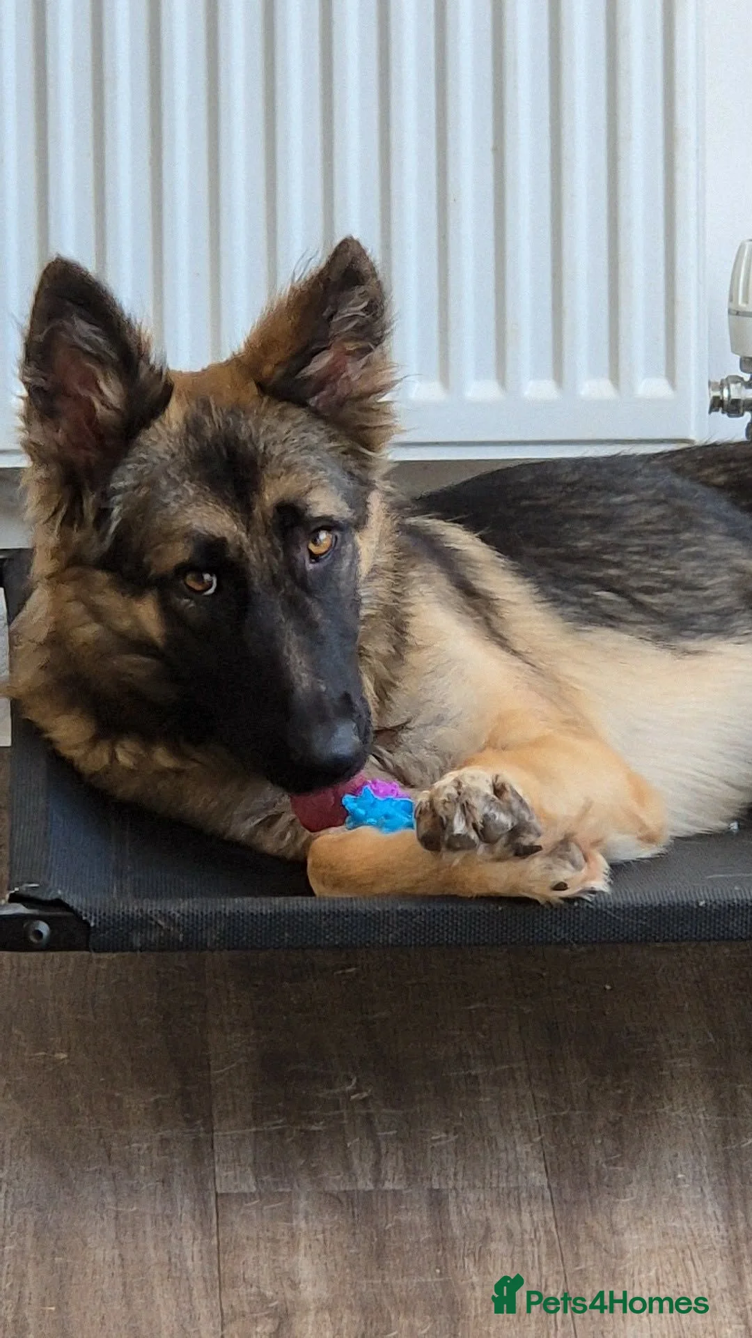 German Shepherd dogs for sale: Female gsd - Advert 1