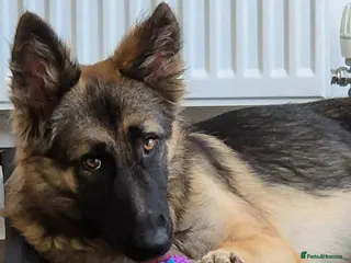 German Shepherd dogs Female gsd - Advert 10