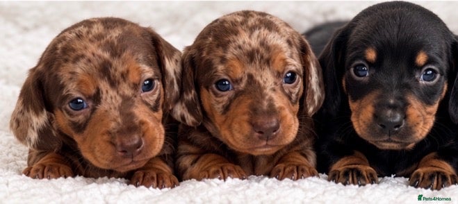 Miniature Dachshund dogs for sale: Miniature dachshund puppies - Advert 14