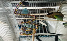 Parakeets birds for sale: Two bonded parrotlets and cage  - Image 3