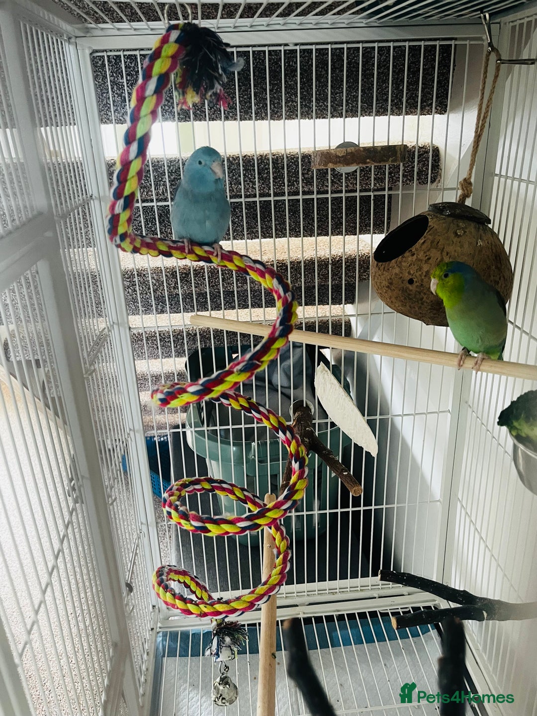 Parakeets birds for sale: Two bonded parrotlets and cage  - Image 3