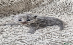 British Shorthair cats for sale: British shorthair and longhair  - Image 4