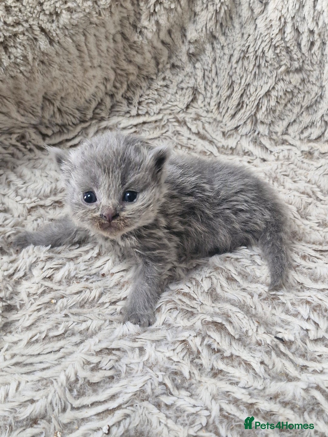 British Shorthair cats for sale: British shorthair and longhair  - Image 4