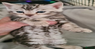 Bengal cats - Advert 7