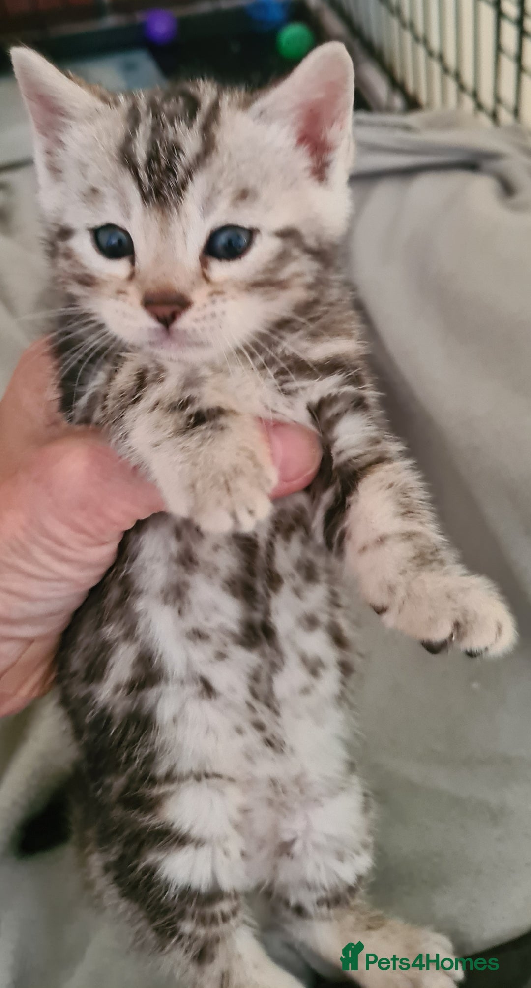 Bengal cats for sale: Full pedigree bengal kittens - Image 2