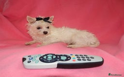 Maltese dogs for sale: XXXXS Tiny Maltese X Chihuahua F1 Malchi Boy Puppy - Image 1