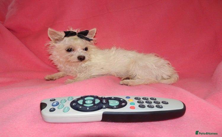 Maltese dogs - Advert 1