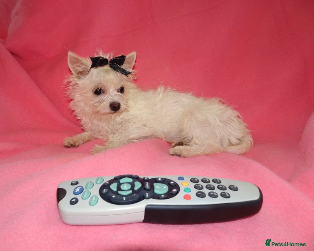 Maltese dogs for sale: XXXXS Tiny Maltese X Chihuahua F1 Malchi Boy Puppy - Image 1