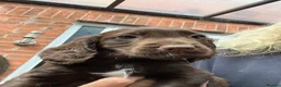 Cocker Spaniel dogs for sale: Beautiful cocker spaniel puppies  - Advert 3