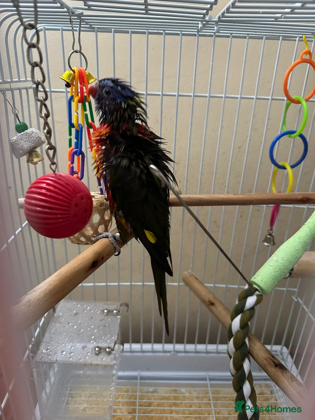 Lorikeets birds for sale: Rainbow Lorikeet - Advert 9