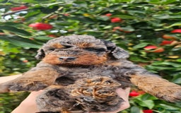 Cockapoo dogs for sale: F2 Cockapoo puppies for sale  - Image 23