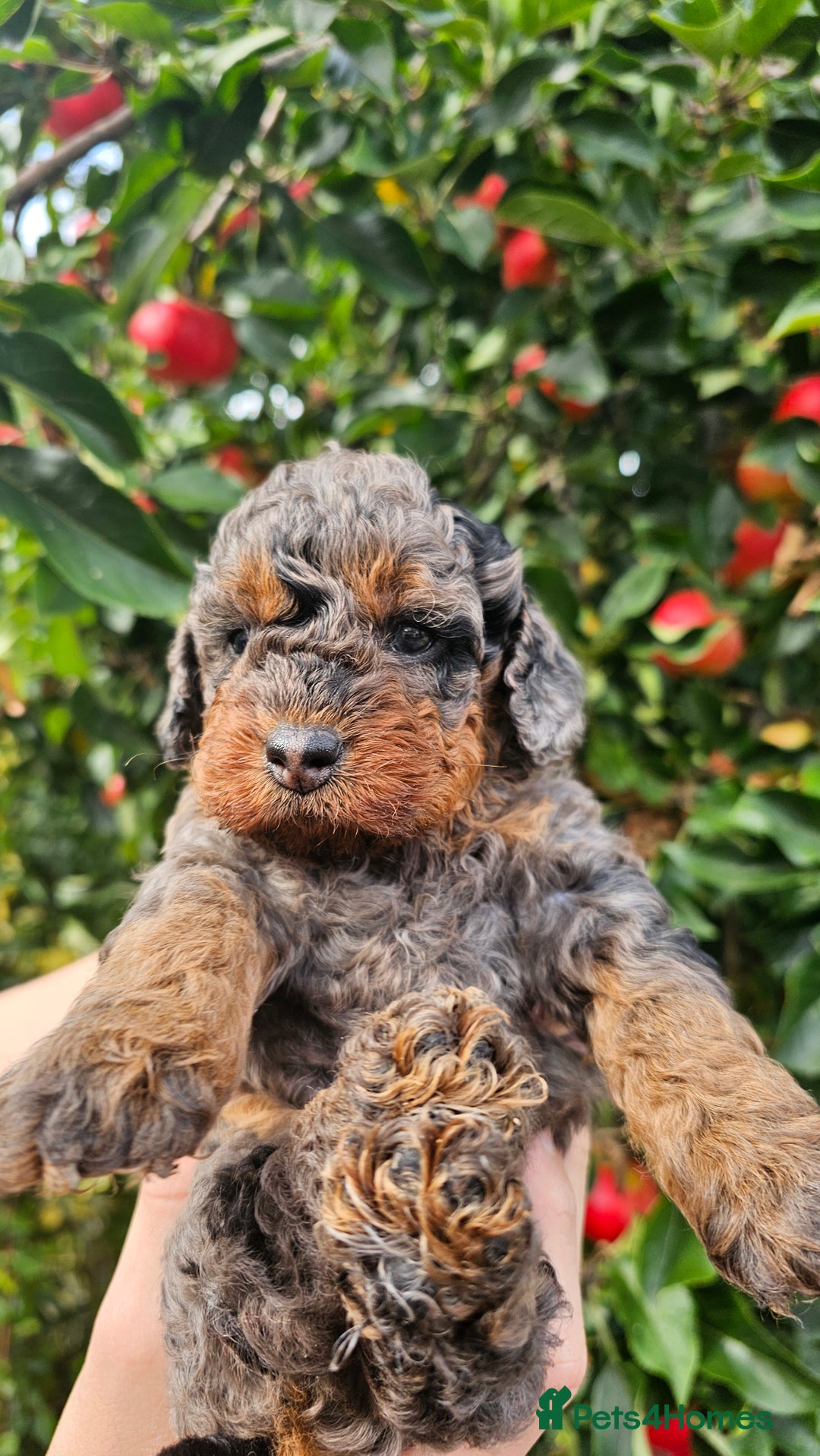 Cockapoo dogs for sale: F2 Cockapoo puppies for sale  - Image 23