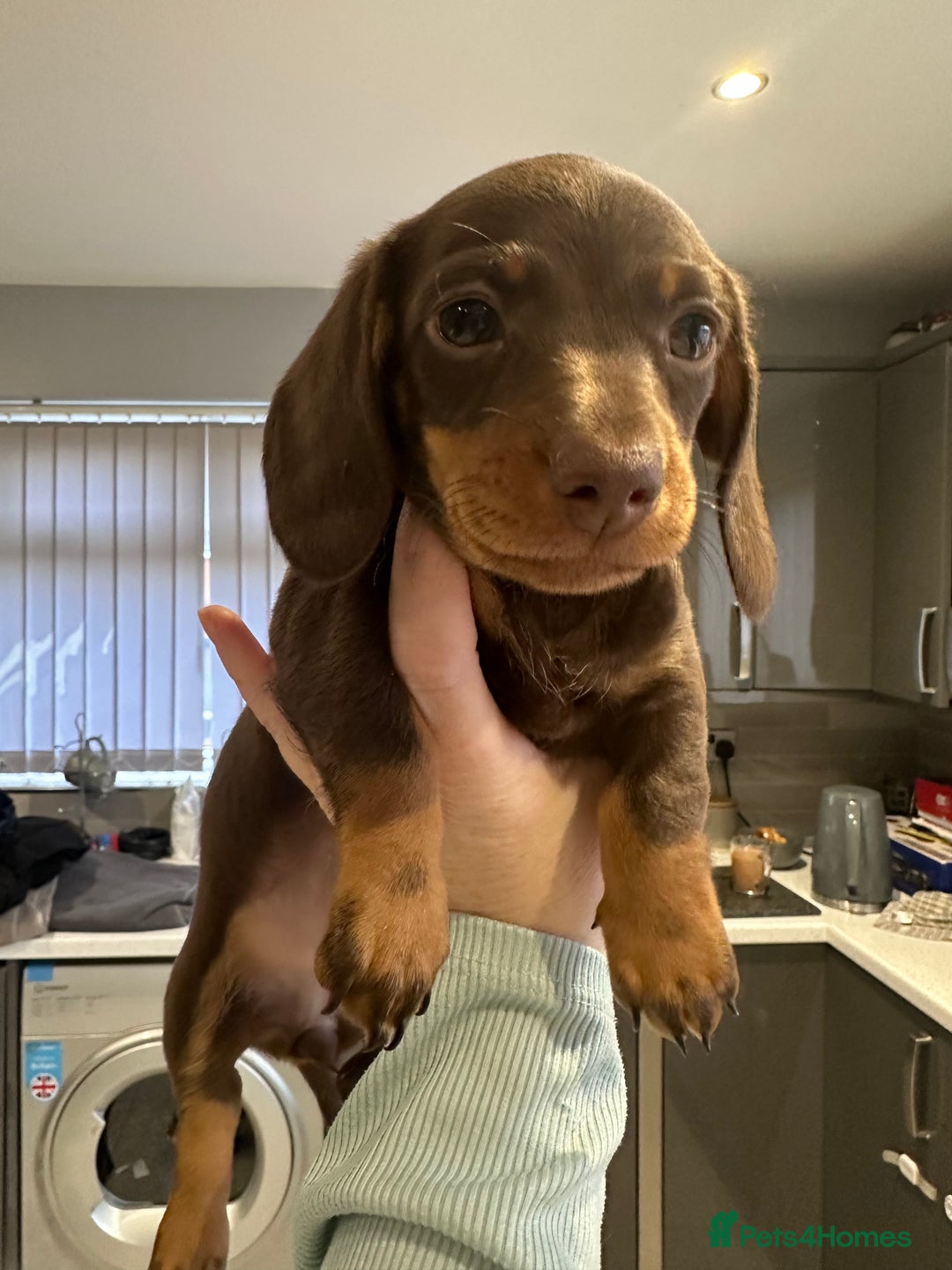 Miniature Dachshund dogs for sale: Smooth haired miniature dachshund girl❗️ - Advert 5