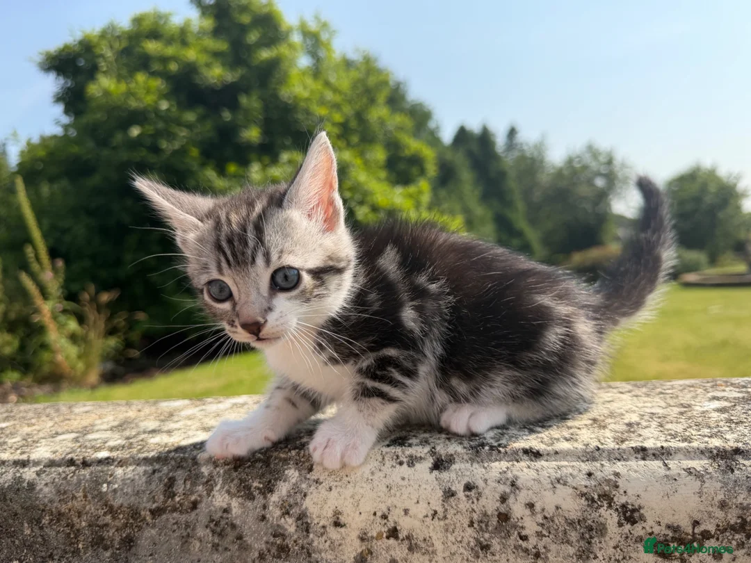 Bengal cats for sale: Bengal x  in Dumfries - Advert 2