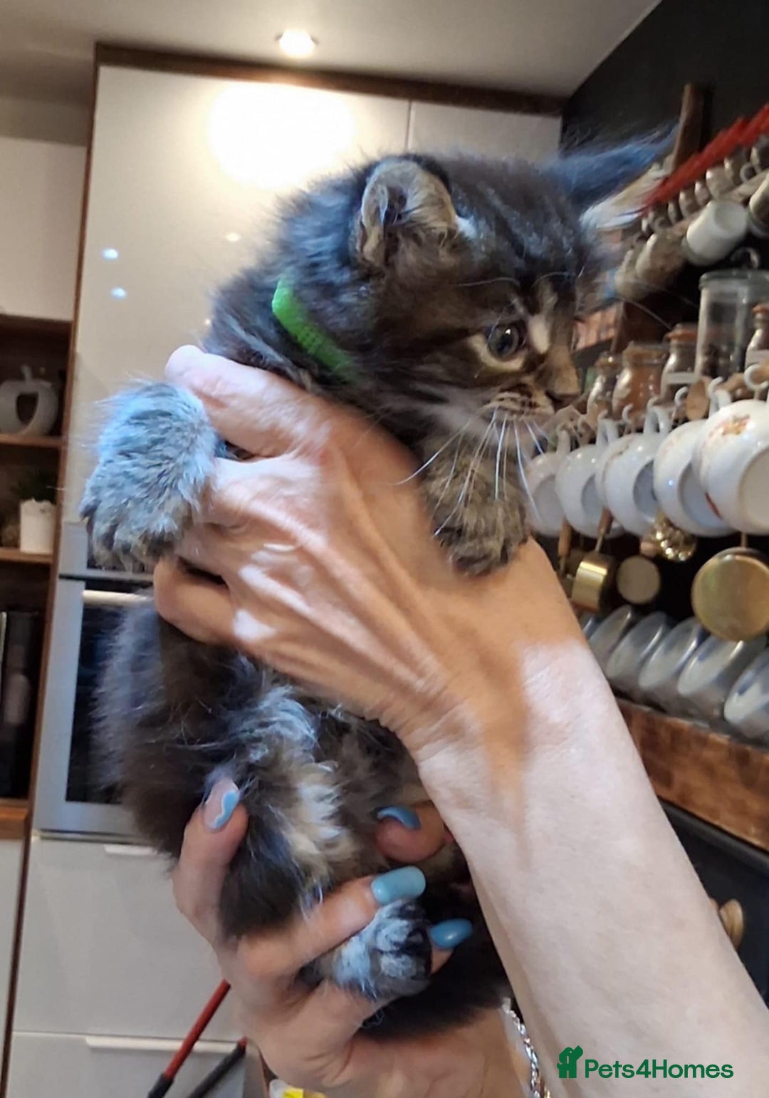 Maine Coon cats for sale: I have Beautiful healthy maicoon XL  - Image 6