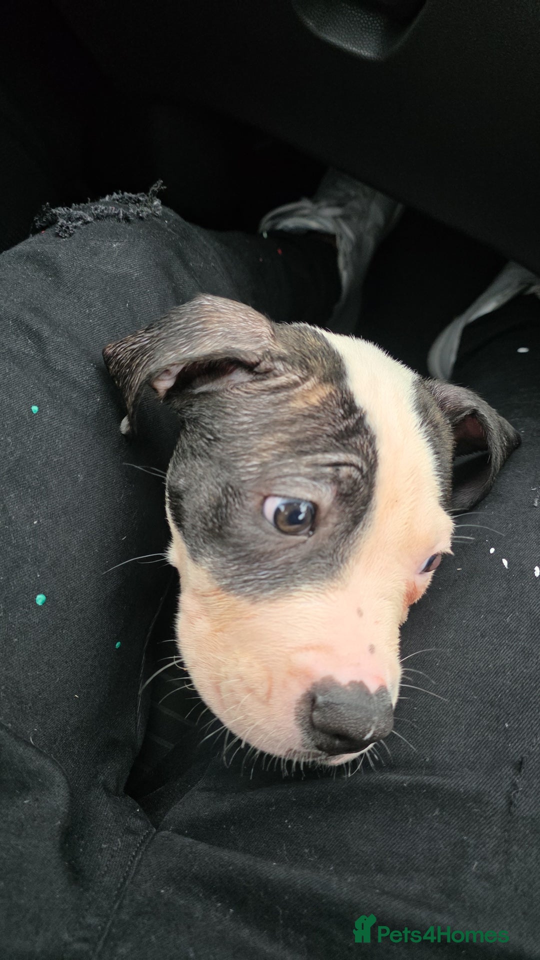 American Bulldog dogs for sale: Chunky American bulldog puppies - Image 1