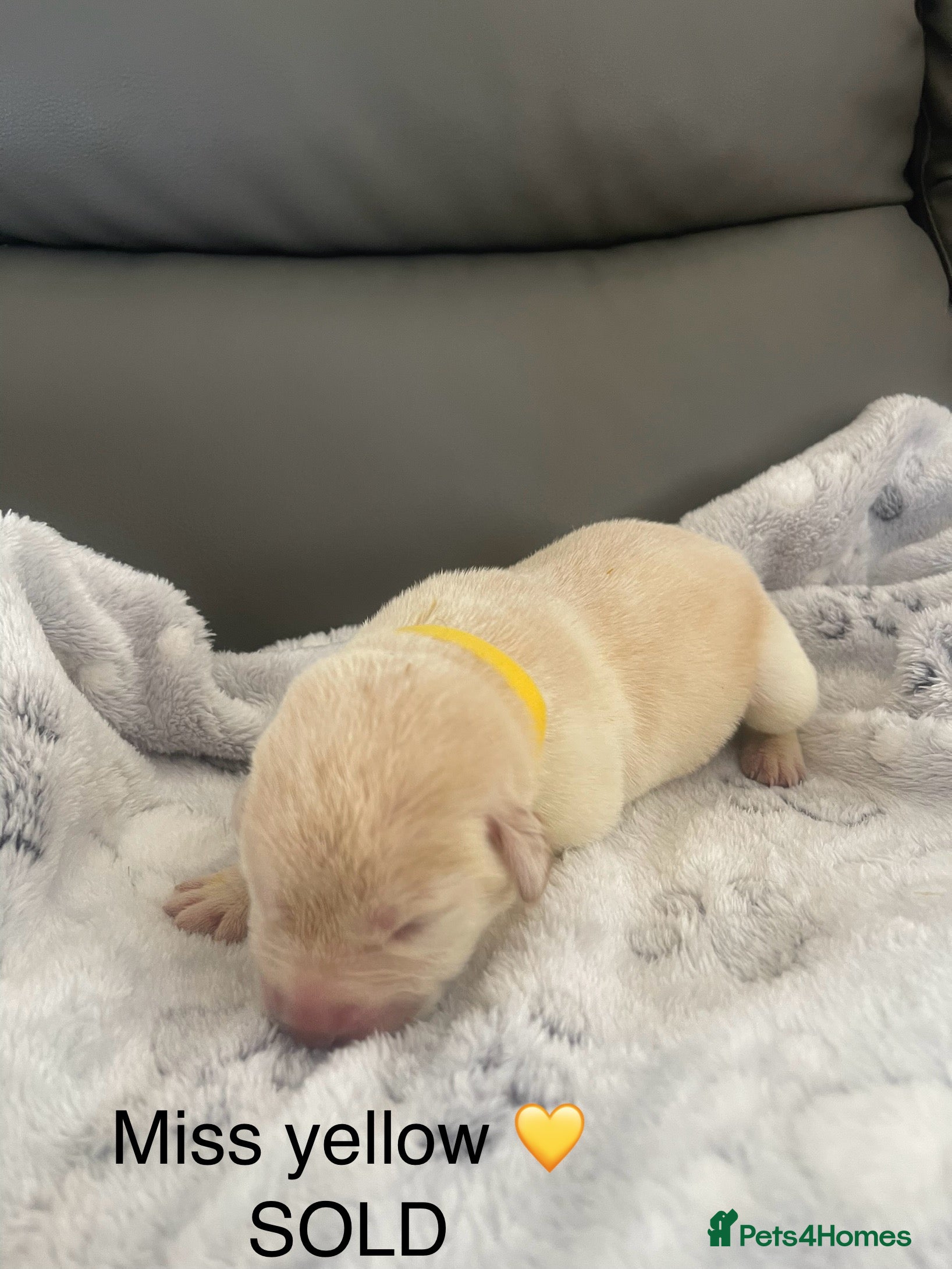 Labrador Retriever dogs Kc reg Labrador puppy’s for sale Solihull  - Advert 2