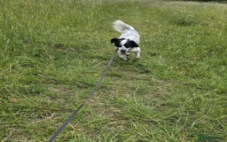 Cockapoo dogs for sale: Cocker spaniel - Image 9