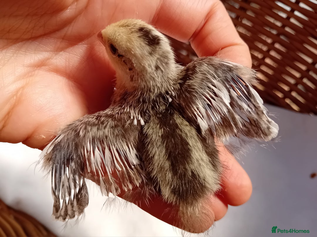Quail poultry for sale: Snowflake Bobwhite Quail Chicks ~ Various Ages - Image 21