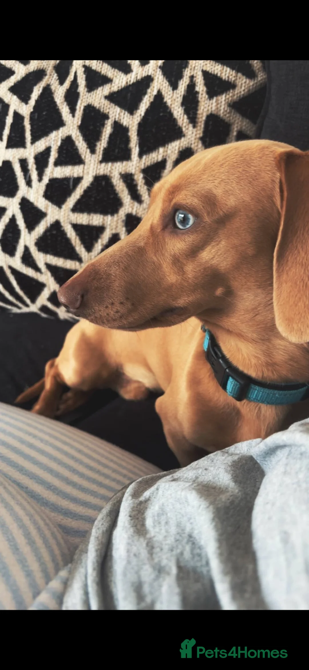 Dachshund dogs for stud: STUDD - Advert 2