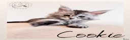 Maine Coon cats for sale: High Smoke, Smoke & Tabby Maine Coons - Advert 10
