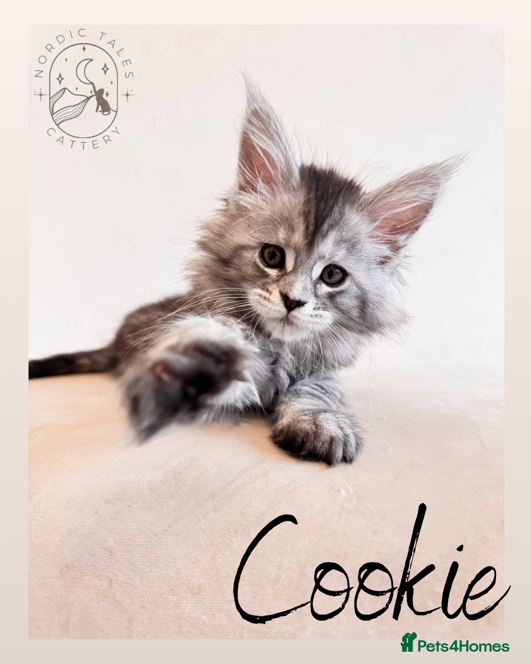 Maine Coon cats for sale: High Smoke, Smoke & Tabby Maine Coons - Advert 10