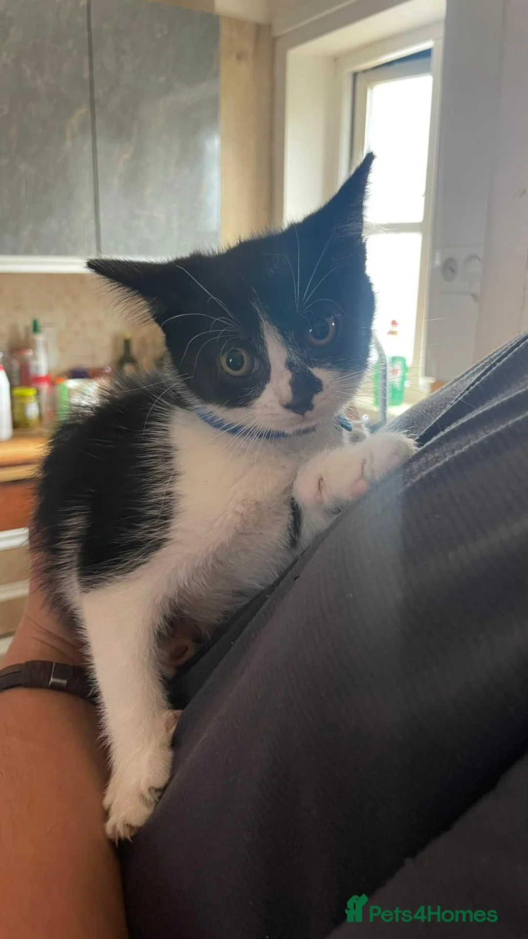 Mixed Breed cats for sale: Lovely kittens for sale  in Spalding - Advert 1