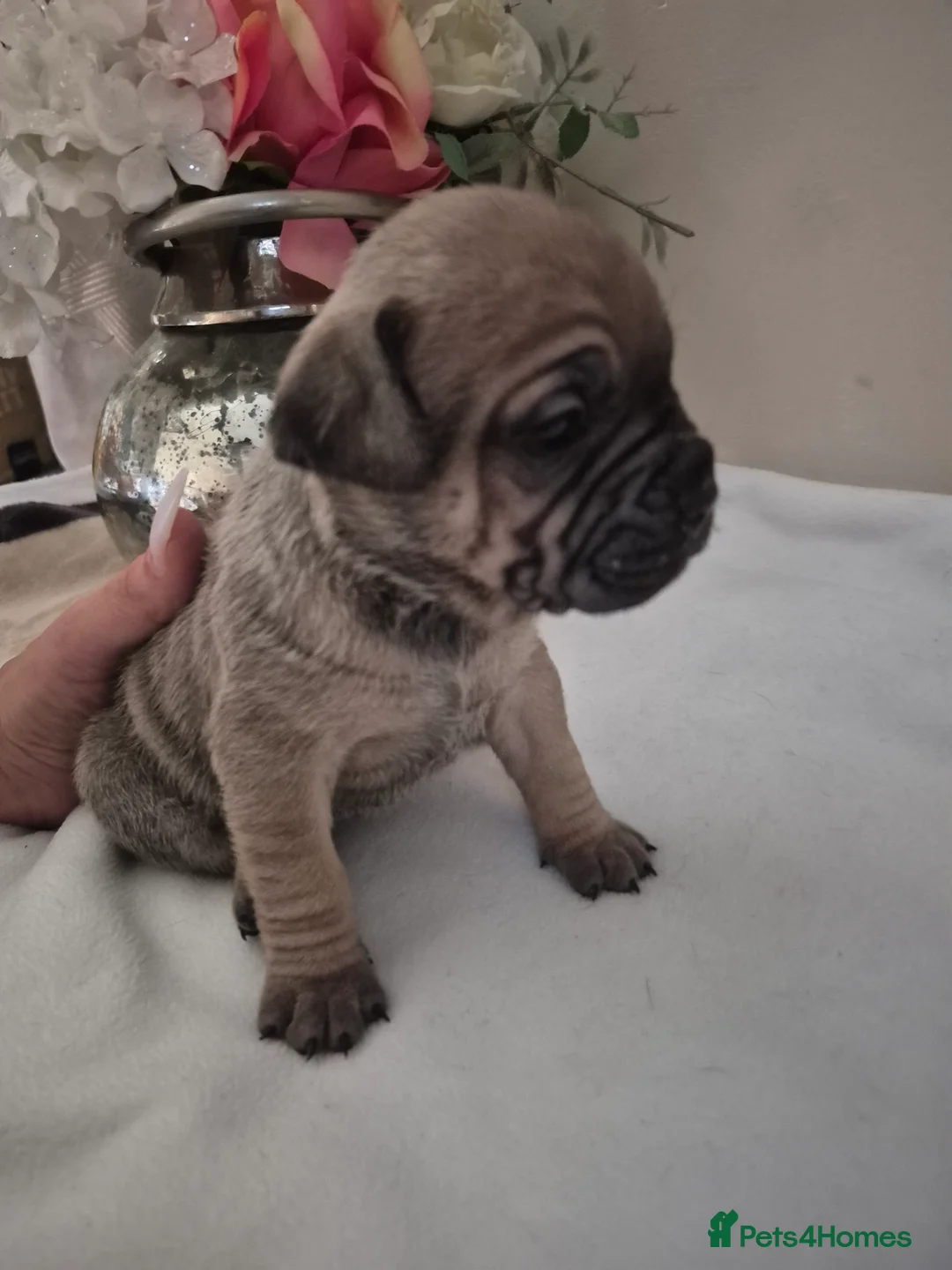 Mixed Breed dogs for sale: Mastiff cross french bulldog puppies  - Advert 35
