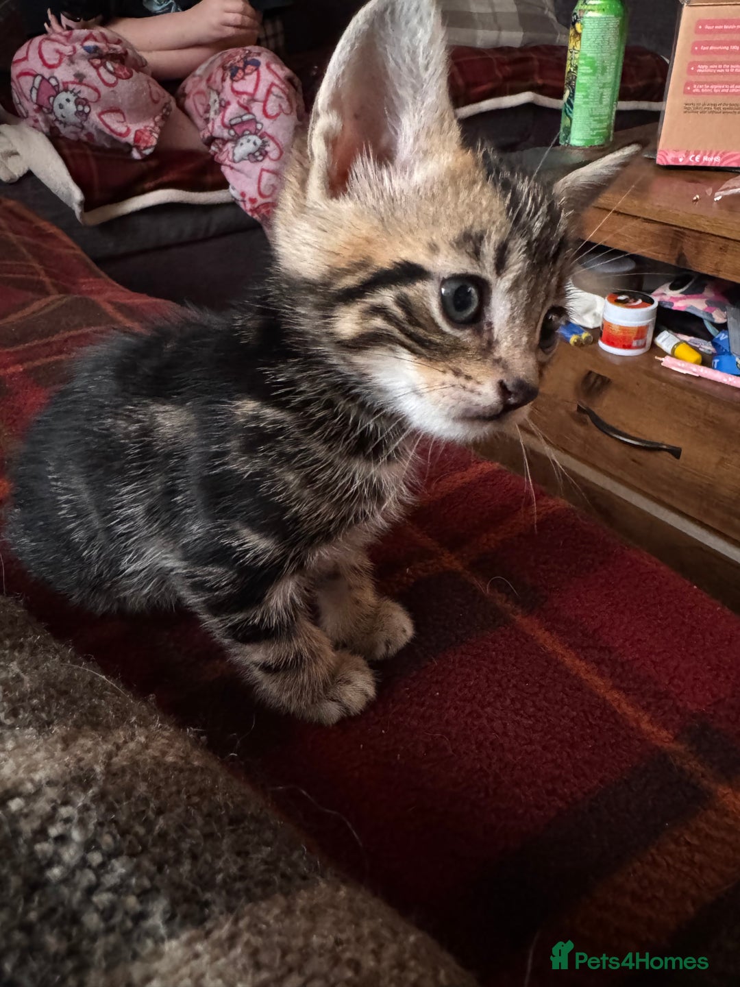 Mixed Breed cats for sale: I have 4 beautiful babies 3 boys 1 girl - Advert 4