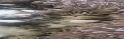 Maine Coon cats for sale: Fluffy picture perfect Maine Coon kittens in Tarporley - Advert 3