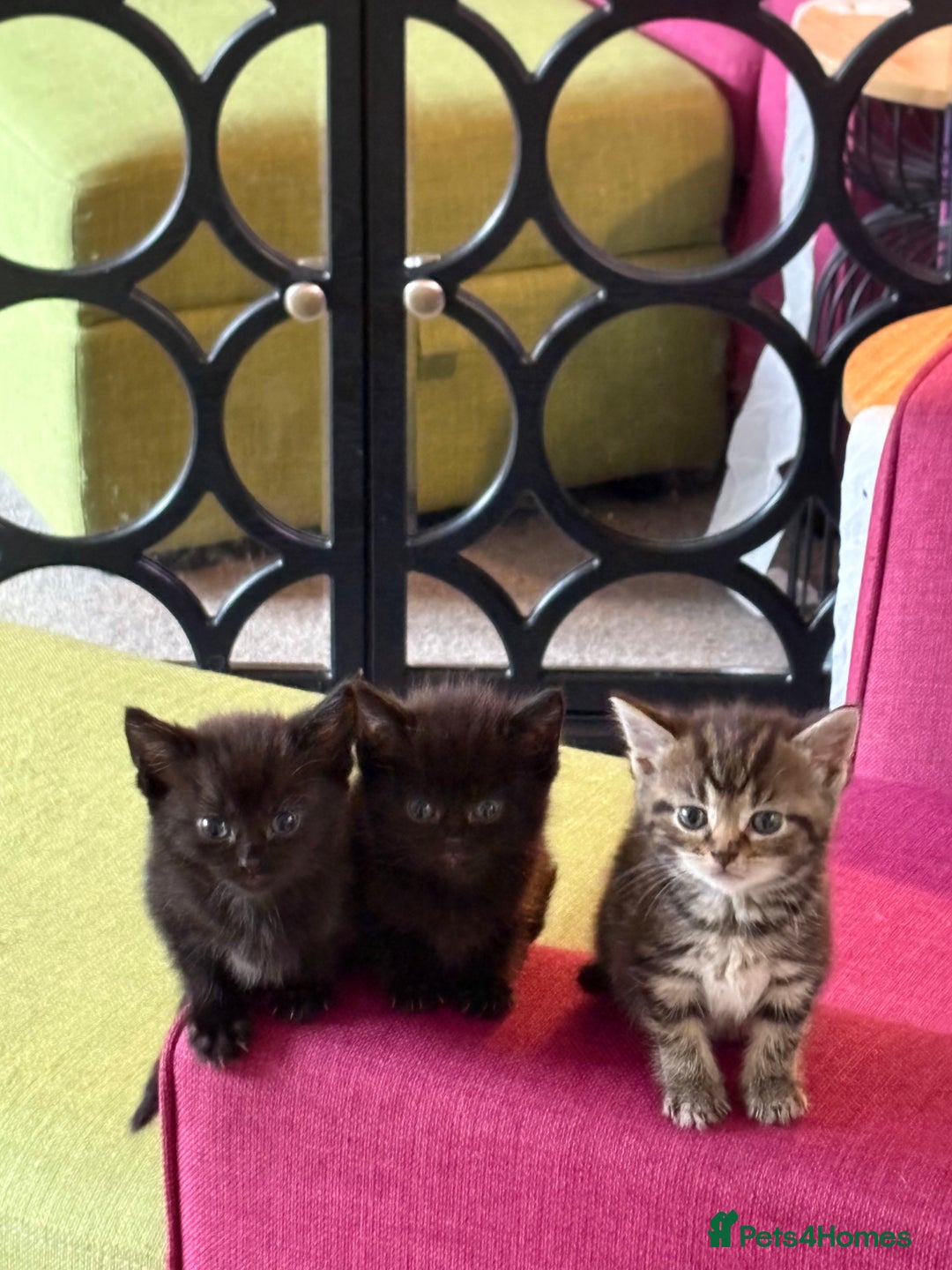 Mixed Breed cats for sale: 1 Ginger male and 1 black female remaining  - Image 2
