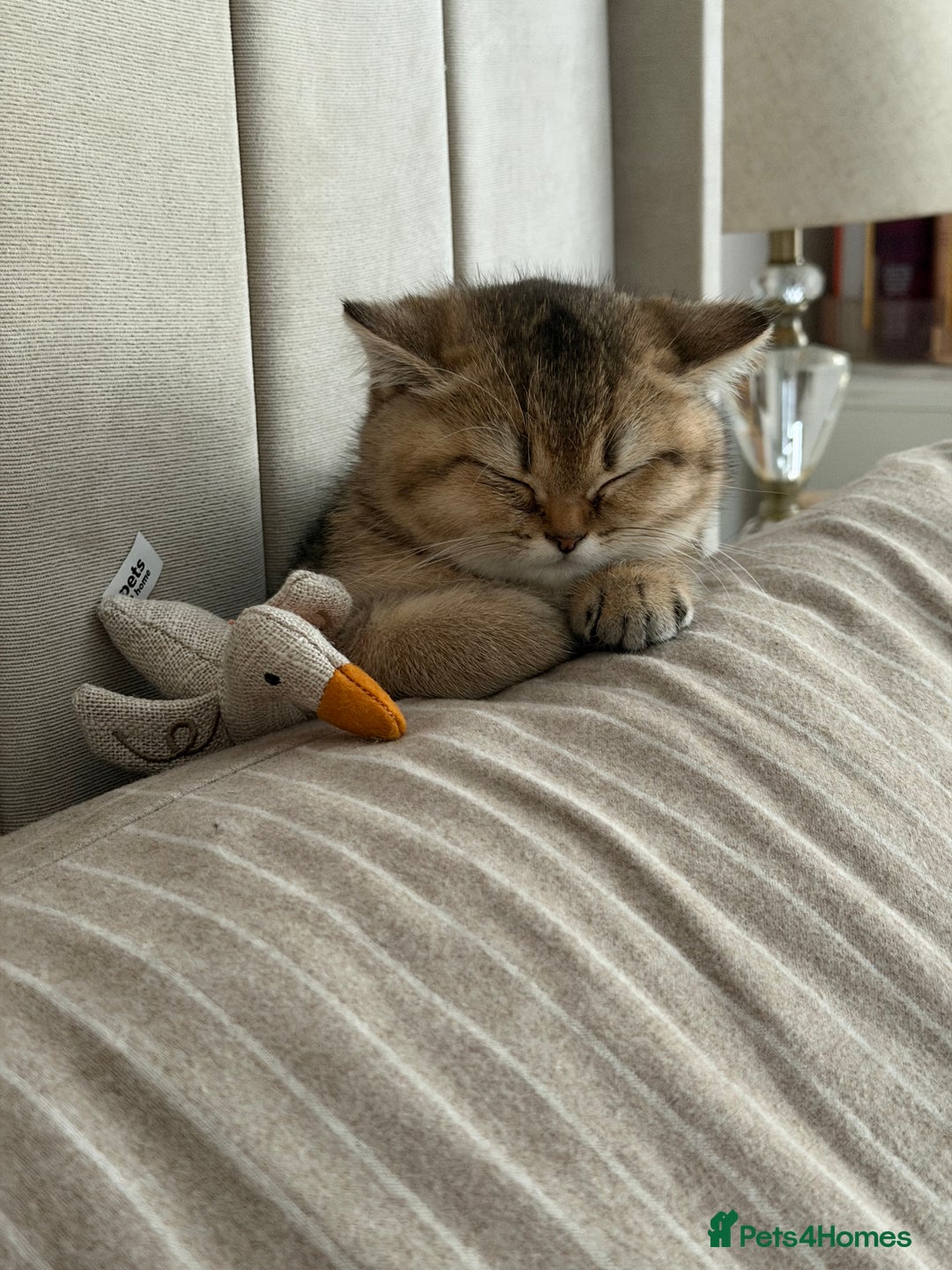 British Shorthair cats for sale: Adorable Golden British Shorthair Kitten - Advert 2