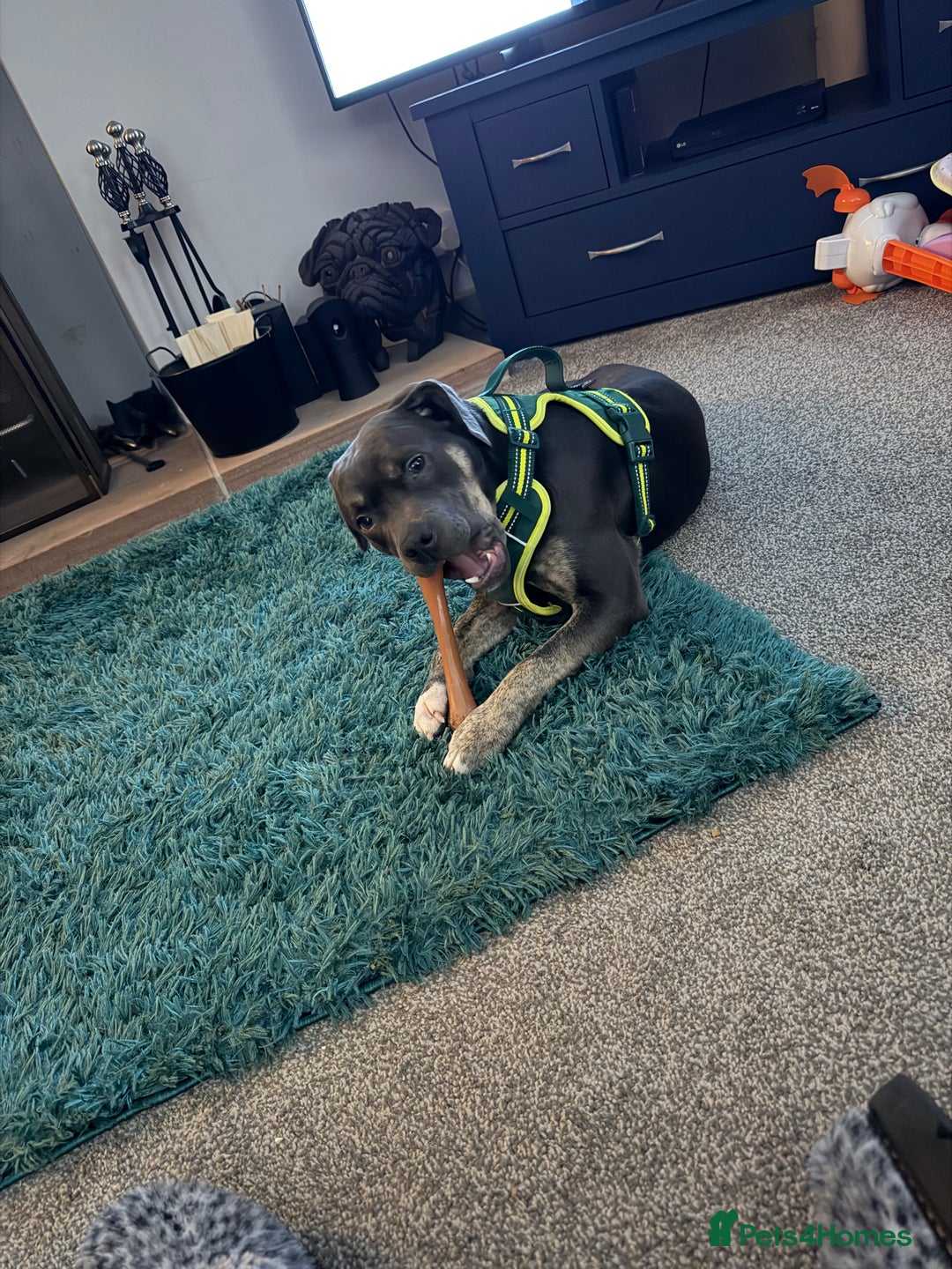 Mixed Breed dogs for sale: Beautiful 8 Month Old Boy - Advert 3