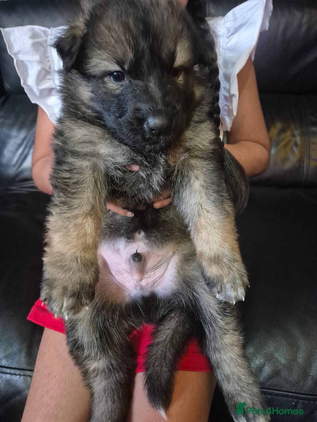 German Shepherd dogs for sale: German shepherd puppies - Advert 8
