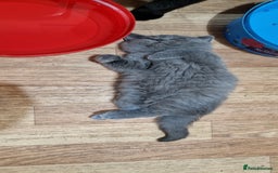 British Shorthair cats for sale: pure British short-hair ready for loving home in Doncaster - Image 35