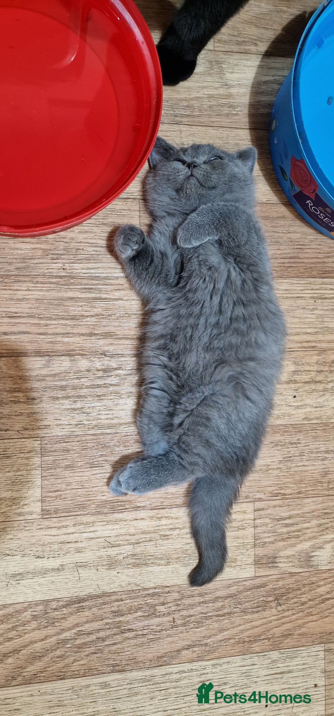 British Shorthair cats for sale: pure British short-hair ready for loving home in Doncaster - Image 35