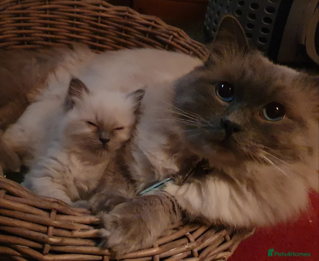 Ragdoll cats for stud: *stud*Gccf & tica entire active bluepoint ragdoll in Oldham - Advert 15