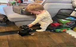 French Bulldog dogs for stud: Chocolate Tan french bulldog Burtie in Sevenoaks - Image 23