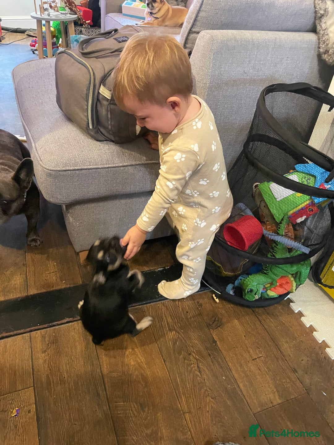 French Bulldog dogs for stud: Chocolate Tan french bulldog Burtie in Sevenoaks - Image 23