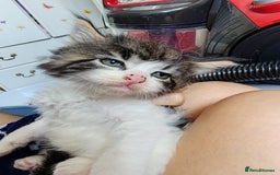 Mixed Breed cats for sale: Lovely kitten's  - Image 3