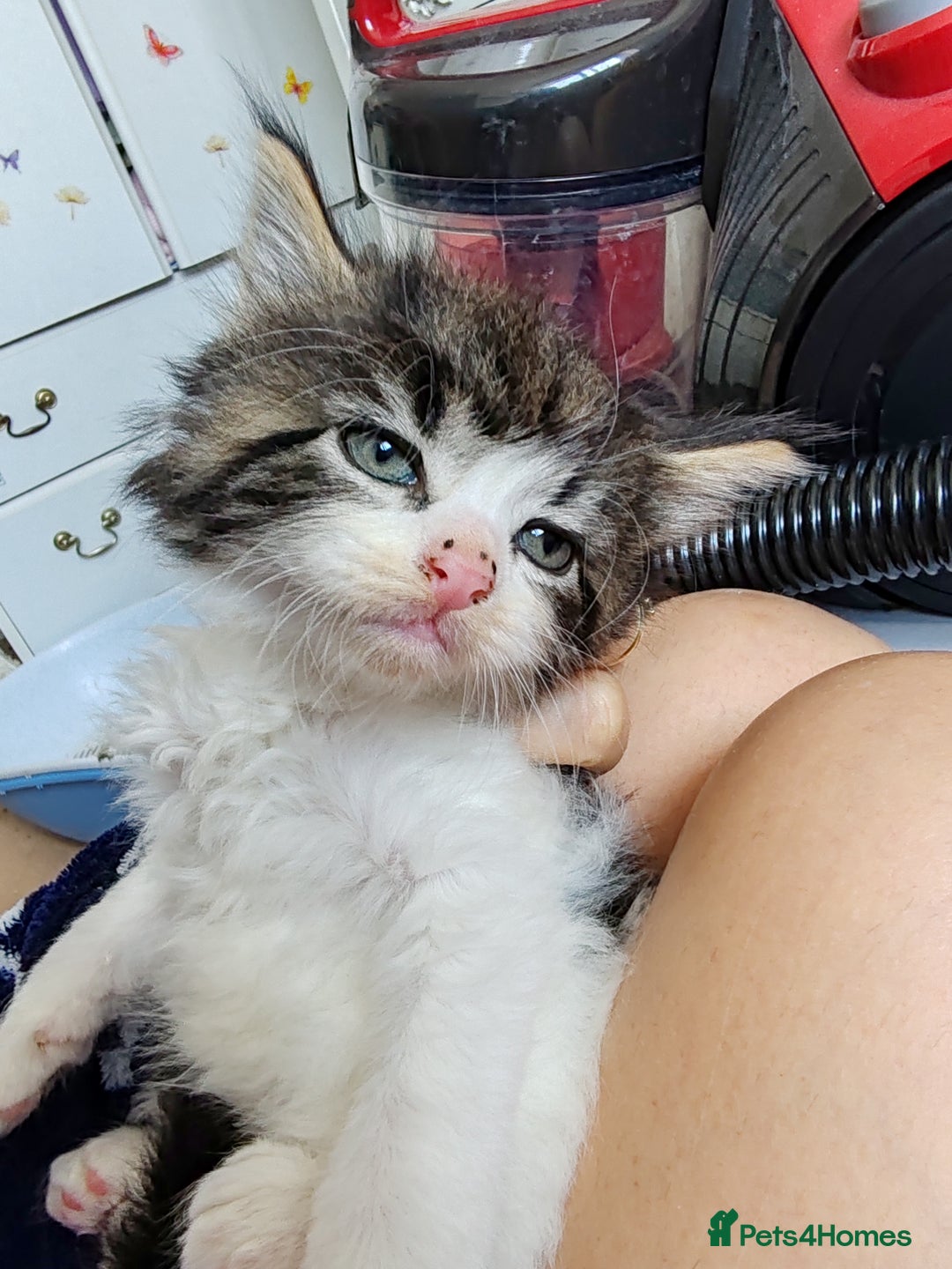 Mixed Breed cats for sale: Lovely kitten's  - Image 3