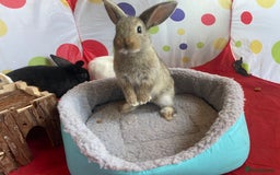 French Lop rabbits for sale: French lop mixed baby rabbits ready to go - Image 16