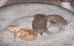 Scottish Fold cats for sale: 3 Adorable Scottish Fold Kittens🩷💙🩷 - Image 6