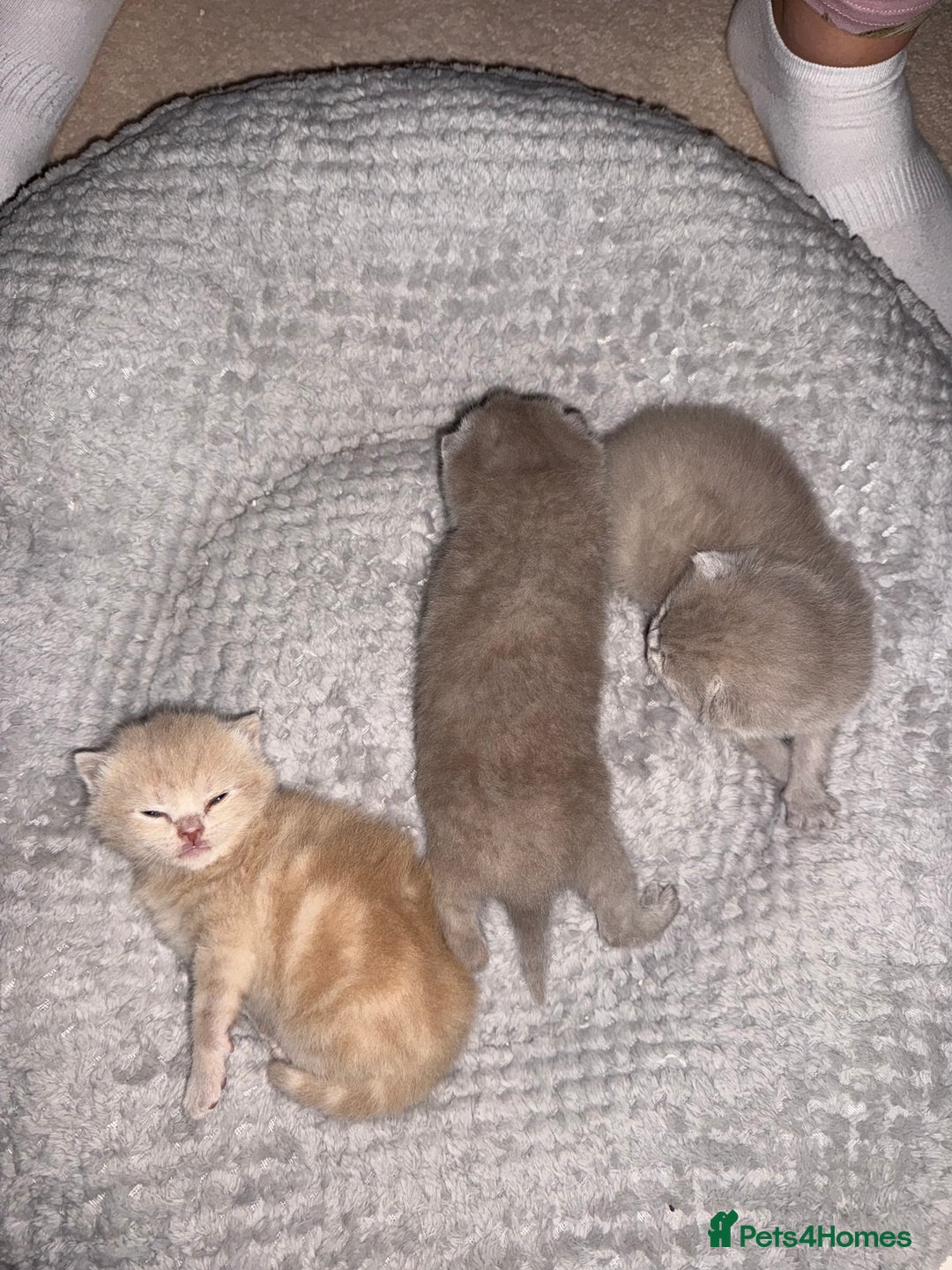 Scottish Fold cats for sale: 3 Adorable Scottish Fold Kittens🩷💙🩷 - Image 6