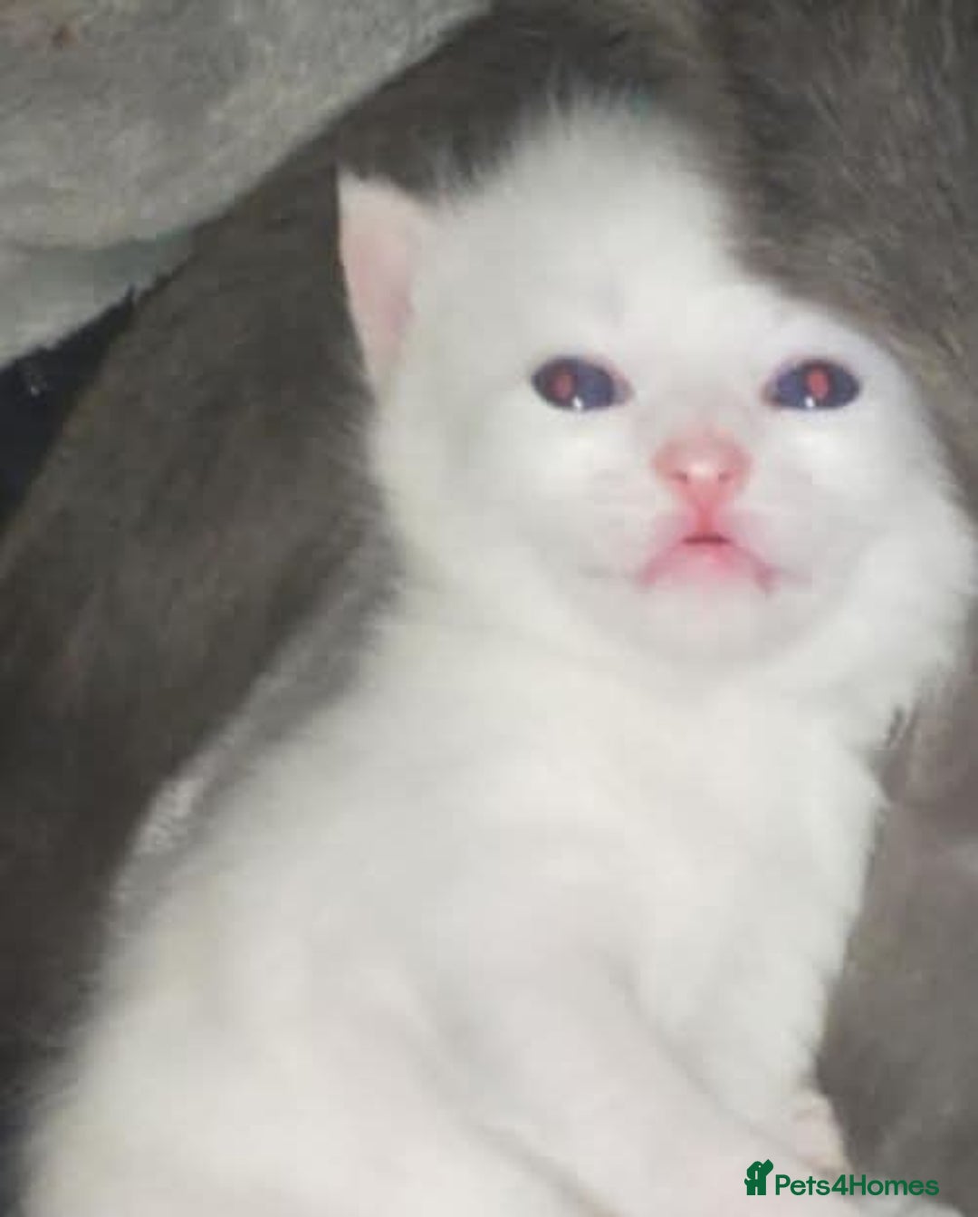 Mixed Breed cats for sale: White long haired kittens for sale in Fleetwood - Image 31