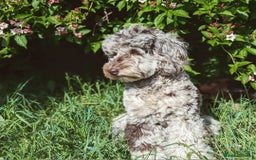 Cockapoo dogs for sale: Multigen Merle & Chocolate Cockapoo Puppies - Image 14
