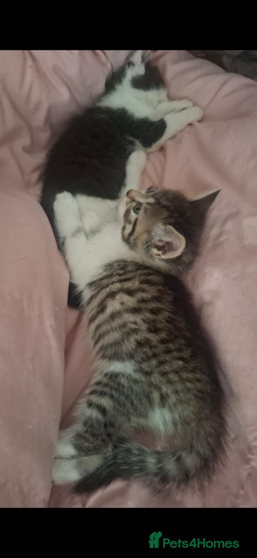 Mixed Breed cats Tabby and white female kitten - Advert 20
