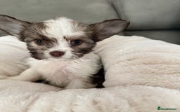 Chipoo dogs for sale: Chipoo puppies - Image 4