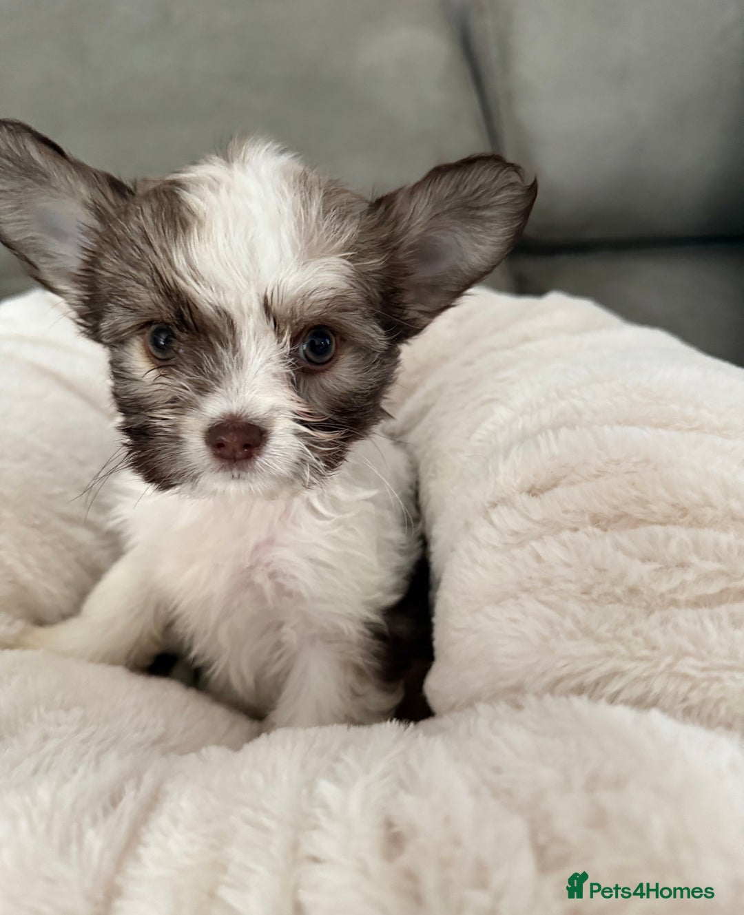 Chipoo dogs for sale: Chipoo puppies - Image 4